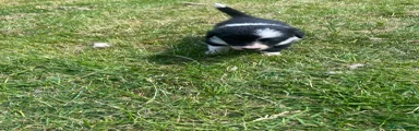 Border Collie 3