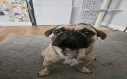 French Bulldog dogs for sale: 1 year old Frenchie cross - Max - Image 1