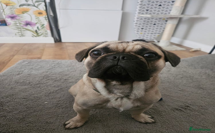 French Bulldog dogs - Advert 11