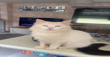 Maine Coon cats - Advert 6