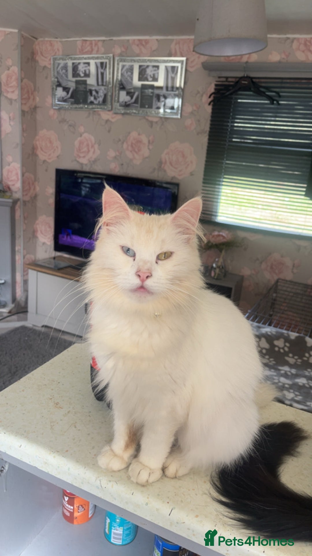 Maine Coon cats for sale: Stunning Maine coon kittens  - Image 2