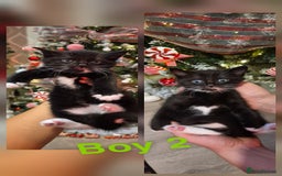 Mixed Breed cats for sale: Beautiful kittens 🐾 - Image 29