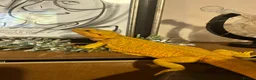 Bearded Dragon reptiles for sale: Mango (mags) in Peacehaven - Advert 1