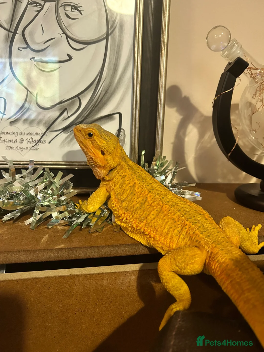 Bearded Dragon reptiles for sale: Mango (mags) in Peacehaven - Advert 1