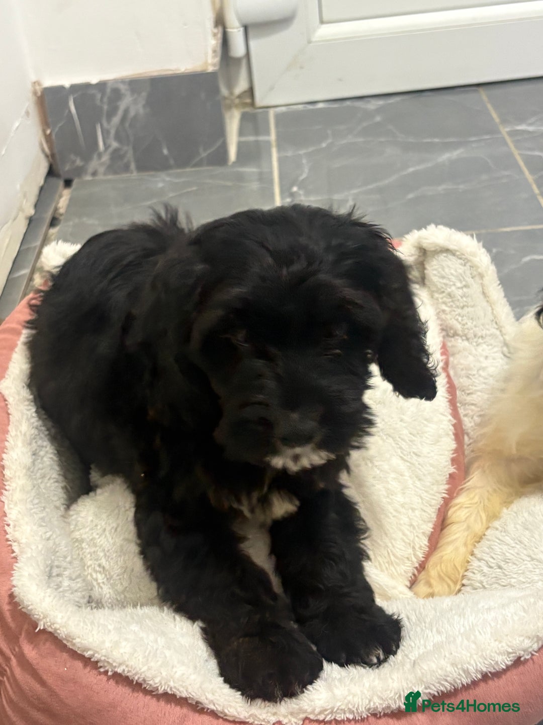 Cockapoo dogs for sale: cockapoos  - Image 6