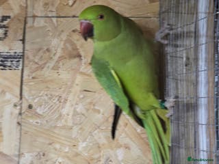 Ringnecks birds ringnecks - Advert 7