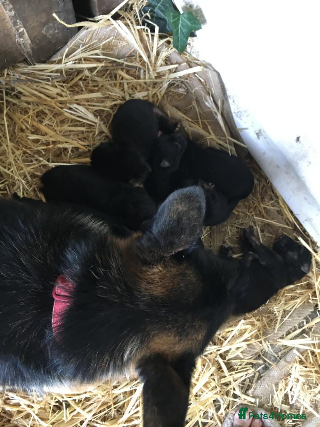 German Shepherd dogs for sale: German Shepherd Puppies - Advert 22