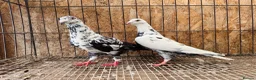 Pigeons birds for sale: TIGER GRIZZLED RACING PIGEONS - Advert 1