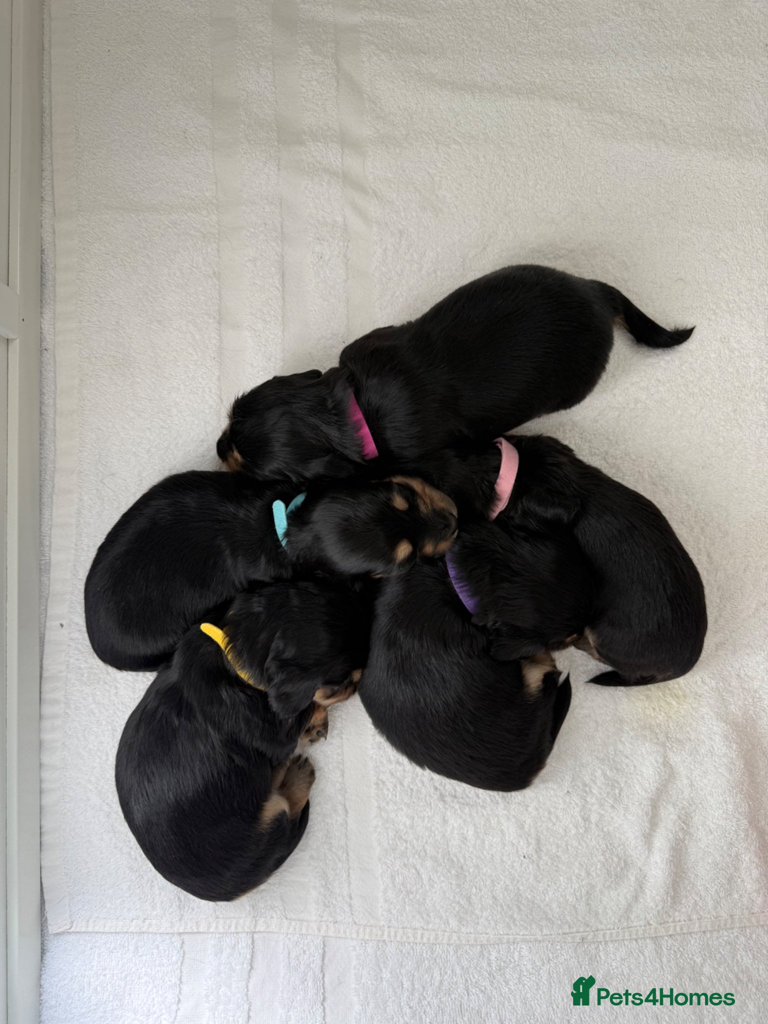Miniature Dachshund dogs Miniature Dachshund Puppies🤎 - Advert 4
