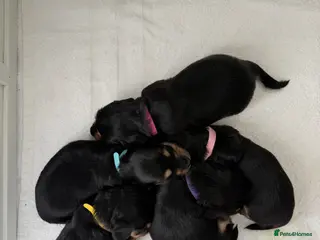 Miniature Dachshund dogs Miniature Dachshund Puppies🤎 - Advert 4