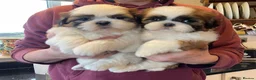 Shih Tzu dogs for stud: KC reg Shih Tzu stud - Advert 3