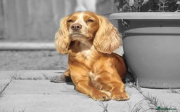 Cocker Spaniel dogs for sale: W/CS puppies - Image 4