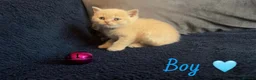 British Shorthair cats for sale: GCCF REGISTERED BRITISH SHORTHAIRS - Advert 10