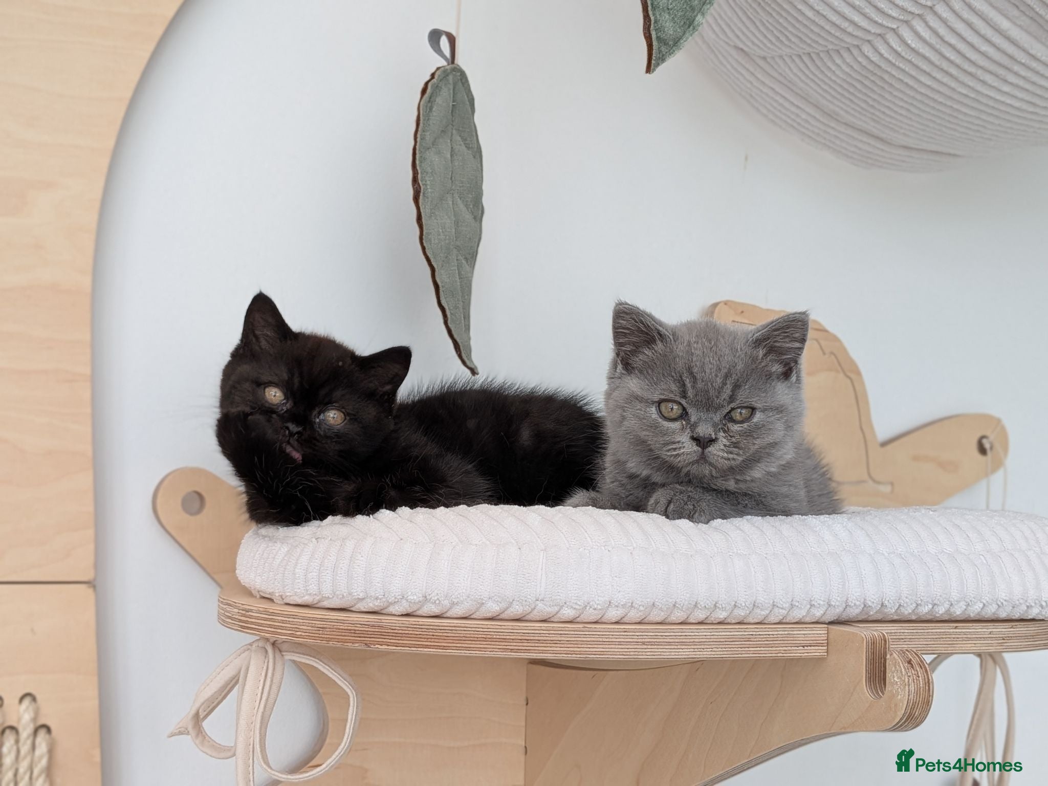 British Shorthair cats GCCF Registered Kittens  - Advert 1