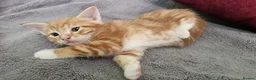 Mixed Breed cats for sale: Adorable kittens looking for new good home  - Advert 1