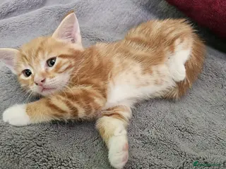 Mixed Breed cats Adorable kittens looking for new good home - Advert 1