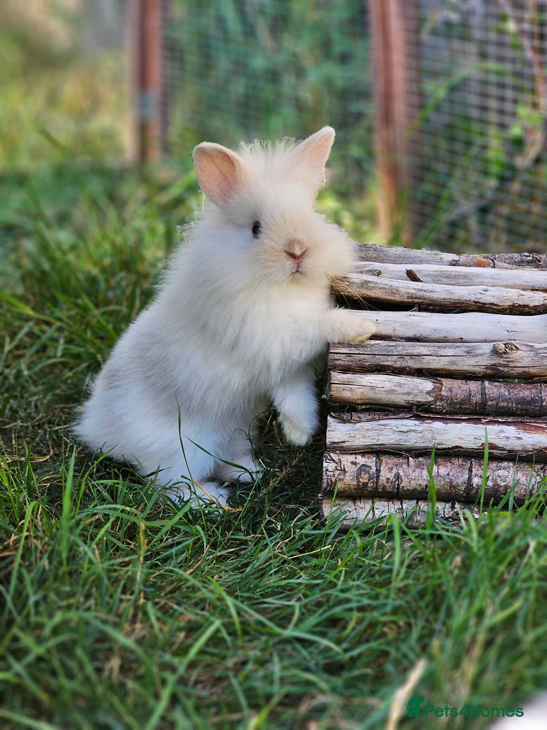 Lionhead rabbits for sale: 3 Beautiful Lion Head Babies - Image 10