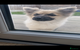 German Spitz dogs for sale: Girl pup for sale  - Image 3