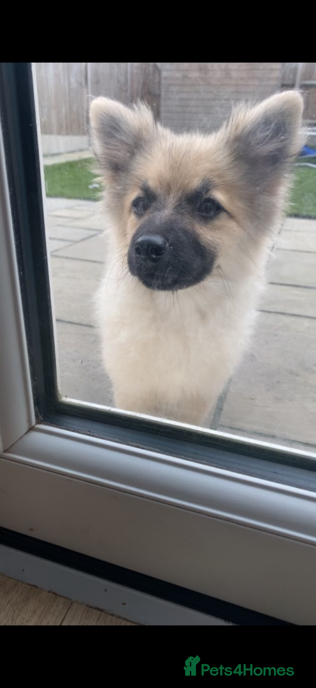 German Spitz dogs for sale: Girl pup for sale  - Image 3