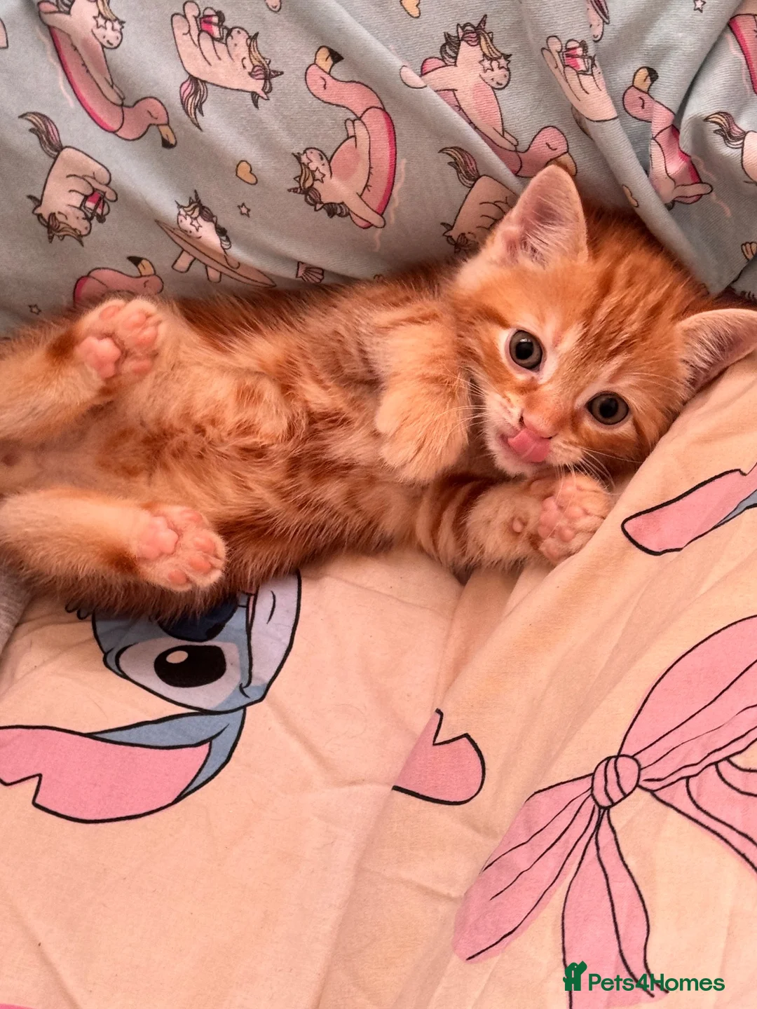Mixed Breed cats for sale: Ginger male kitten - Advert 8