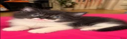Ragdoll cats for sale: Beautiful Affectionate Ragdoll Cross Kittens - Advert 10