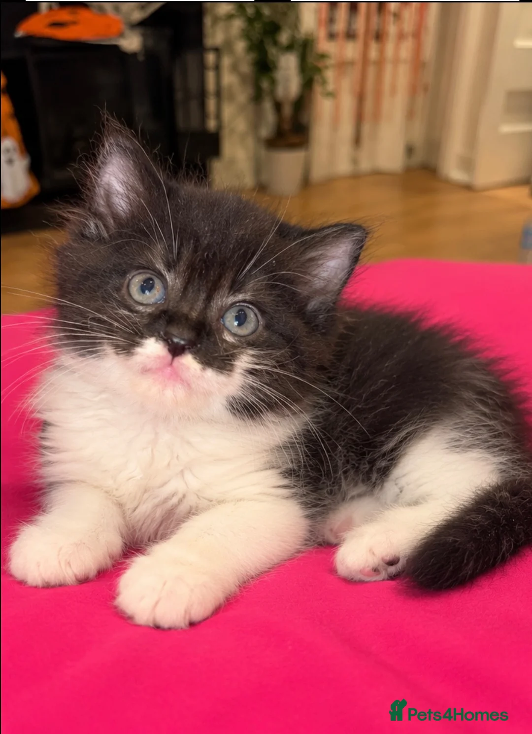 Ragdoll cats for sale: Beautiful Affectionate Ragdoll Cross Kittens - Advert 10