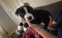 Mixed Breed dogs for sale: Litter of 7 beautiful puppies - Image 9