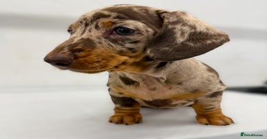 Miniature Dachshund dogs - Advert 9