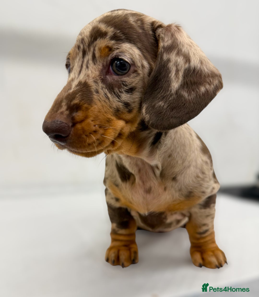 Miniature Dachshund dogs for sale: Ready Now - Smooth Mini Dachshund Girls - Image 2