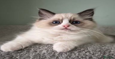 Ragdoll cats - Advert 10