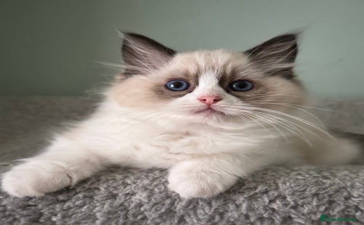 Ragdoll cats - Advert 2