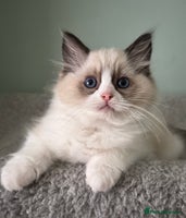 Ragdoll cats - Advert 10