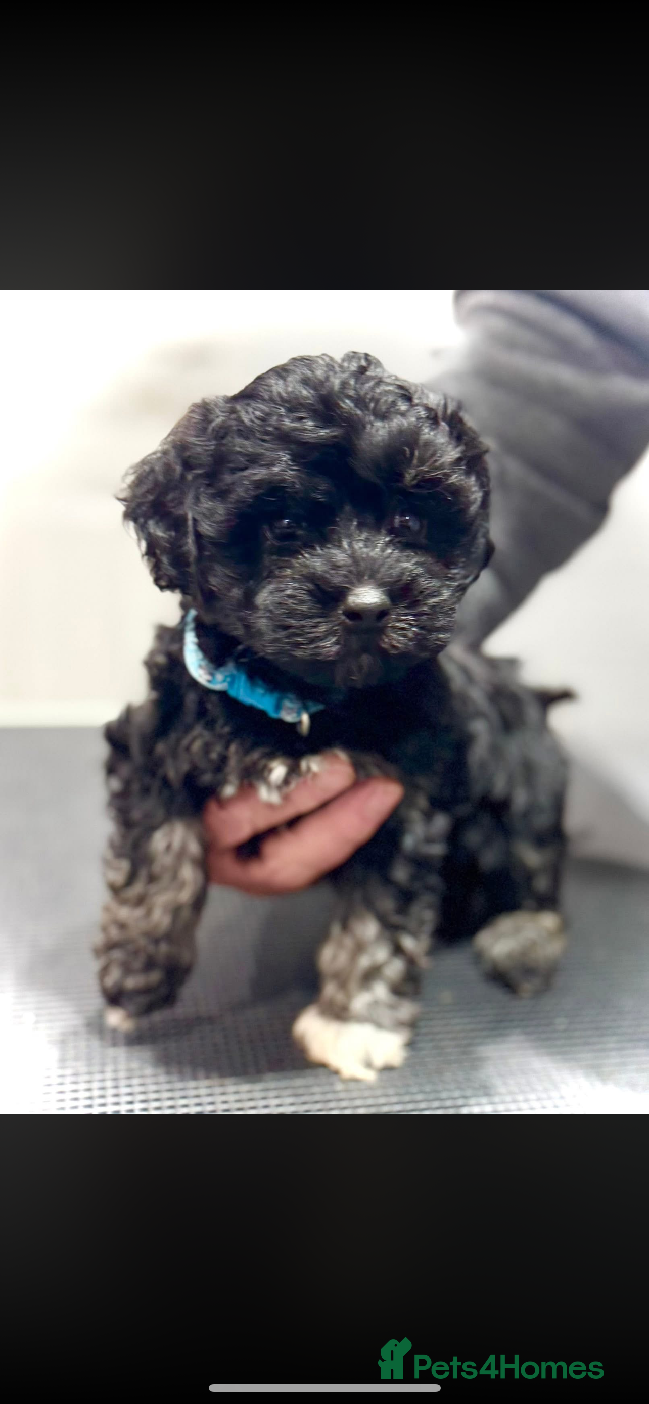 Maltipoo dogs Stunning F1 Maltipoos  - Advert 2