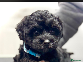 Maltipoo dogs Stunning F1 Maltipoos - Advert 2