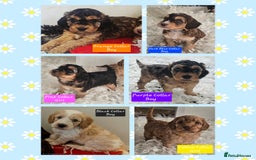 Cockapoo dogs for sale: F2 Cockapoo Puppies - Advert 1