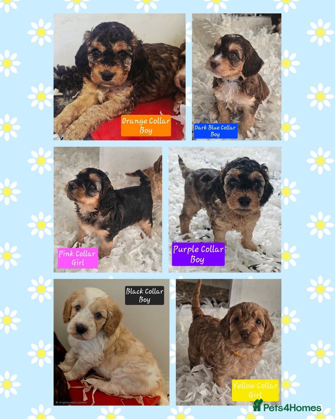 Cockapoo dogs for sale: F2 Cockapoo Puppies - Advert 1