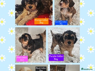 Cockapoo dogs F2 Cockapoo Puppies - Advert 14