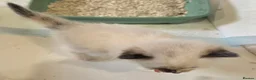 Ragdoll cats for sale: 2 Beautiful Ragdoll Kittens - Advert 14