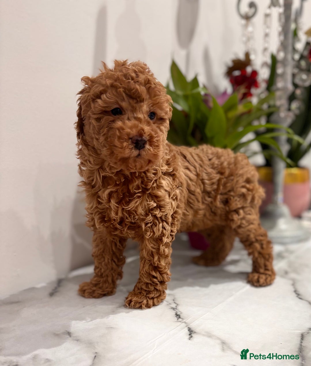 Mixed Breed dogs for sale: Smaller sized toy x mini poodle puppies  - Advert 2