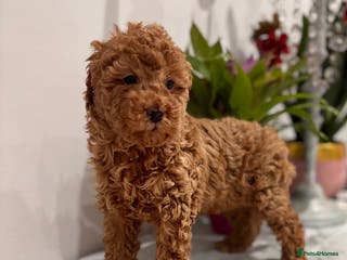 Mixed Breed dogs Smaller sized toy x mini poodle puppies - Advert 12