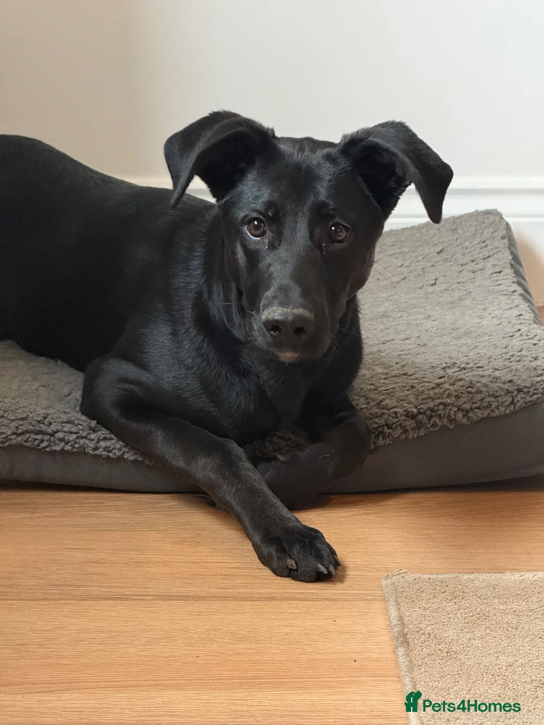 Mixed Breed dogs for sale: Dalmation cross gsd  - Advert 2