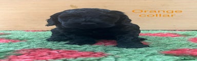 Orange collar boy 
