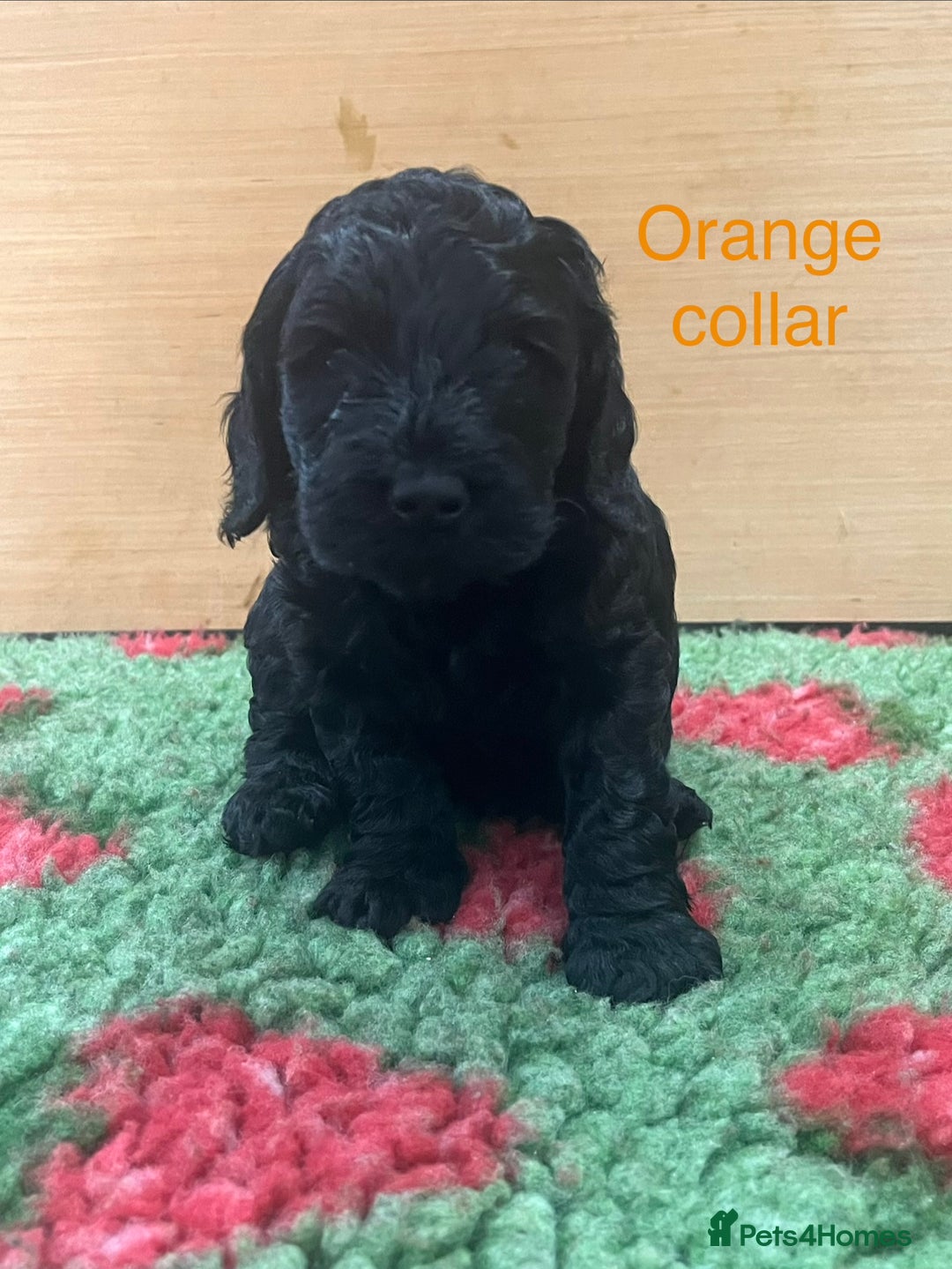 Cockapoo dogs for sale: Beautiful cockapoo puppies! - Advert 6