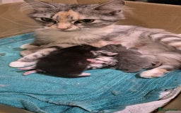 Persian cats for sale: ⭐️Beautiful Persian X Kittens⭐️ - Image 12