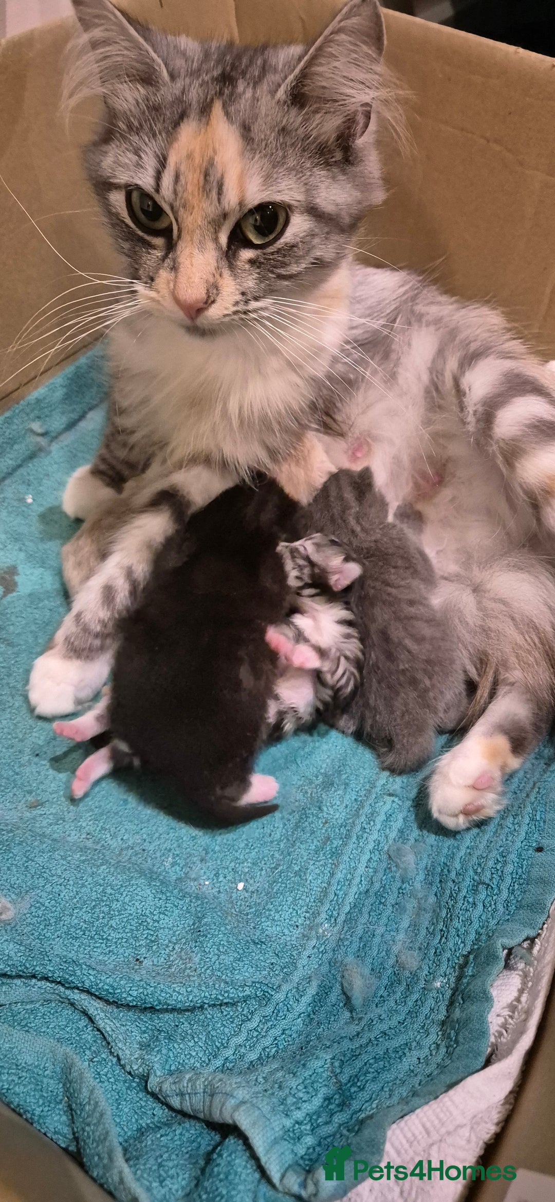 Persian cats for sale: ⭐️Beautiful Persian X Kittens⭐️ - Image 12