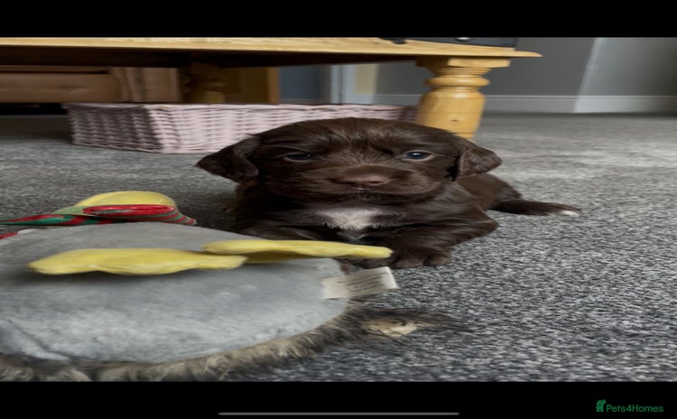 Cocker Spaniel dogs - Advert 5