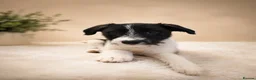 Mixed Breed dogs for sale: Boy puppy looking for his forever home  - Advert 1