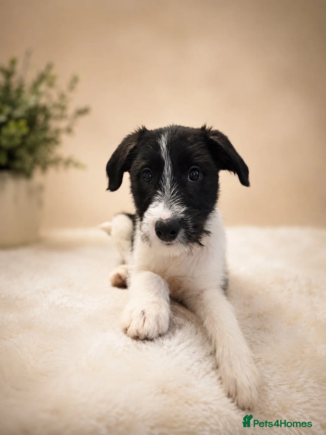 Mixed Breed dogs for sale: Boy puppy looking for his forever home  - Advert 1