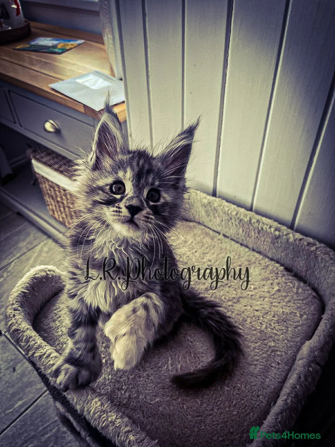 Maine Coon cats for sale: TICA Registered Maine Coon/ Polydactyl - Advert 1