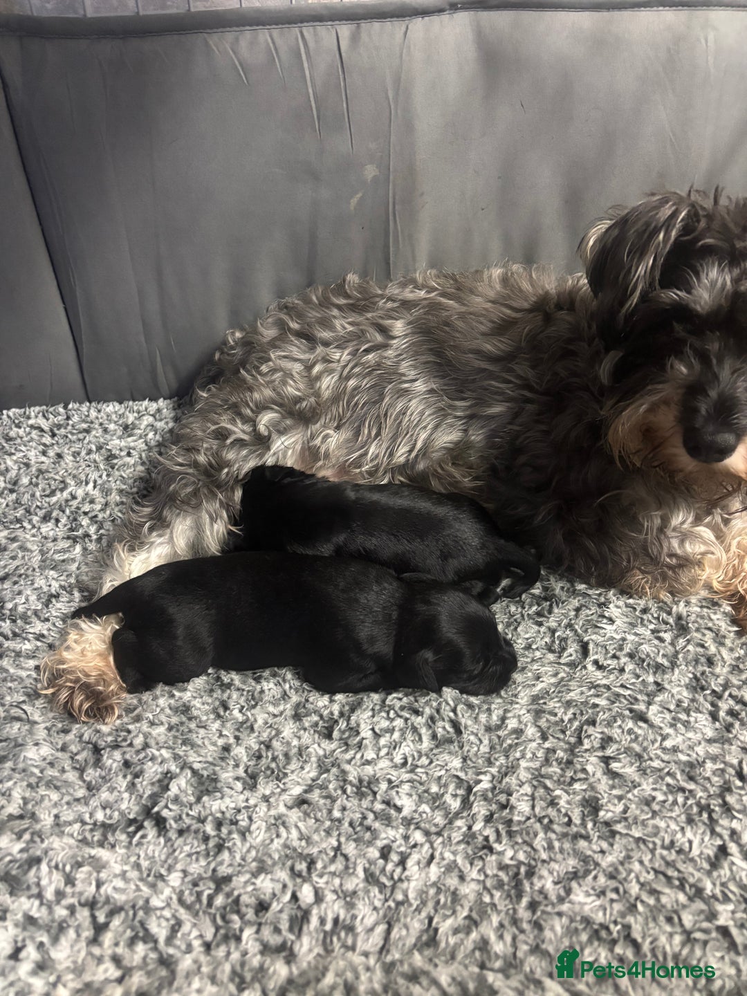 Miniature Schnauzer dogs for sale: Kc miniature schnauzer  - Advert 5